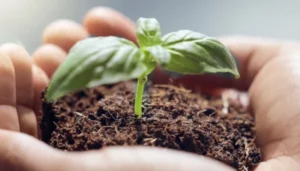 pair of hand filled with soil with a sapling in middle